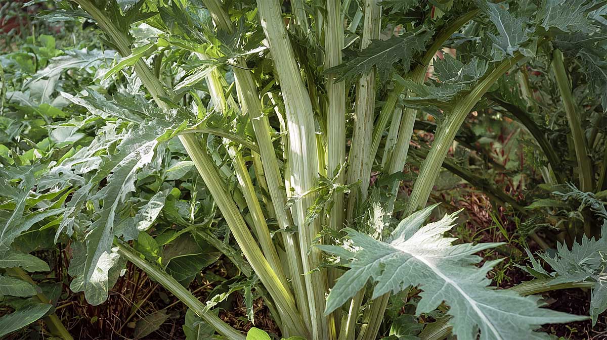 Je replante toujours ce légume en août : il résiste au froid et se récolte jusqu’en hiver