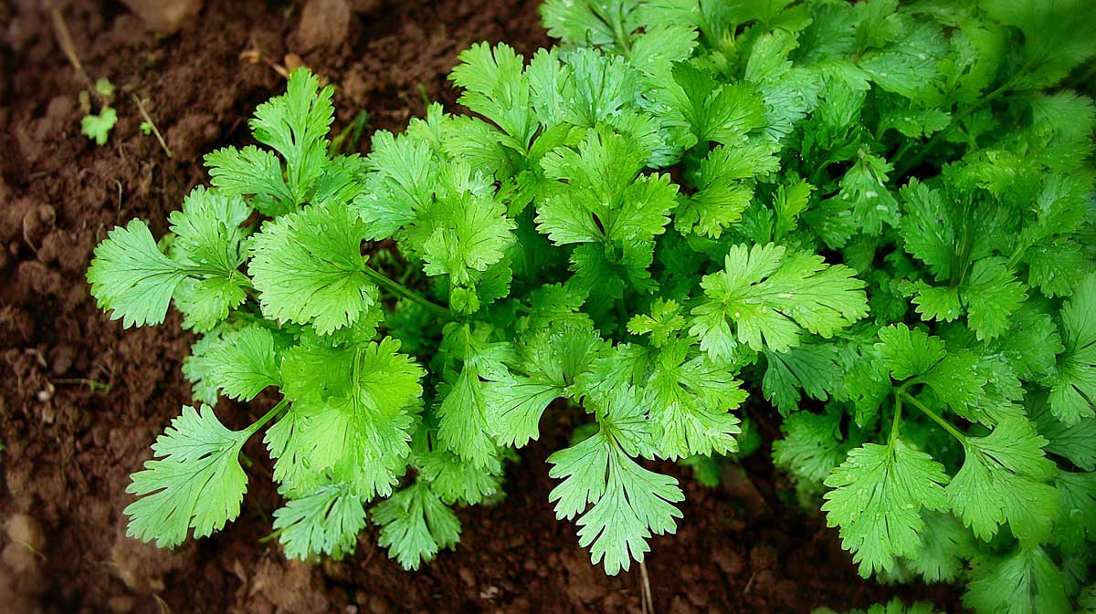 coriandre au potager