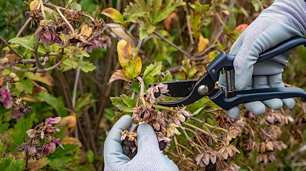 couper fleurs fanees