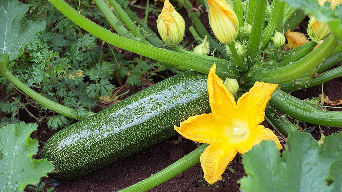 courgette
