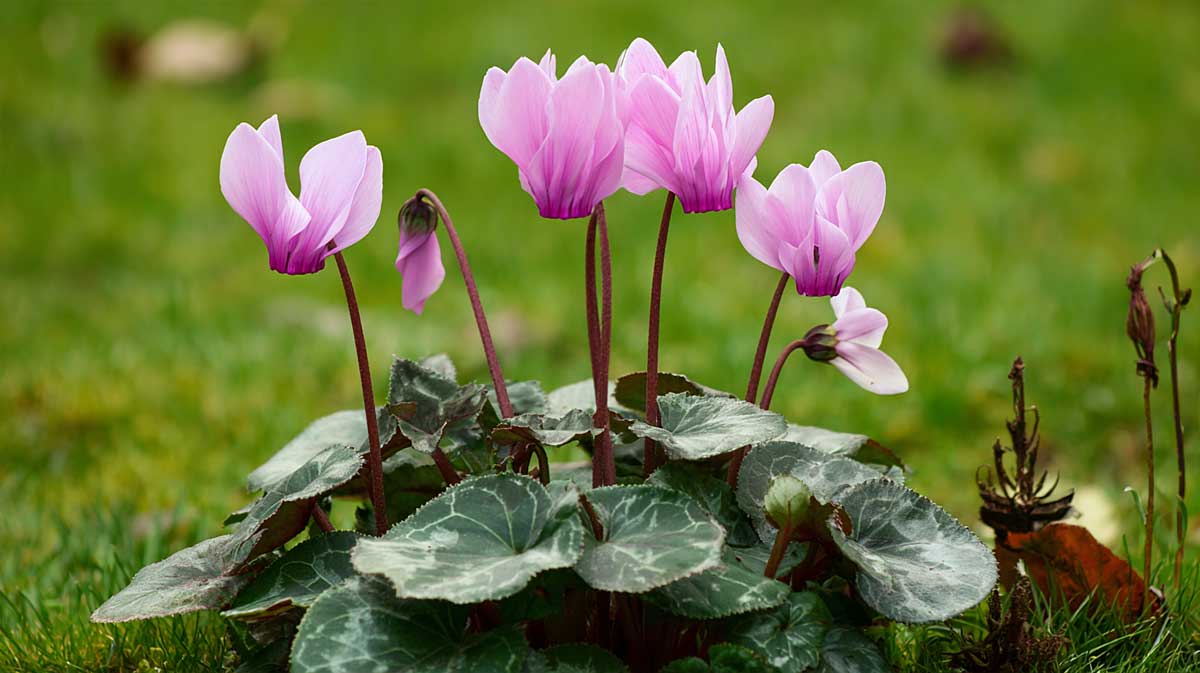 Pourquoi planter vos cyclamens en août garantit une floraison dès octobre
