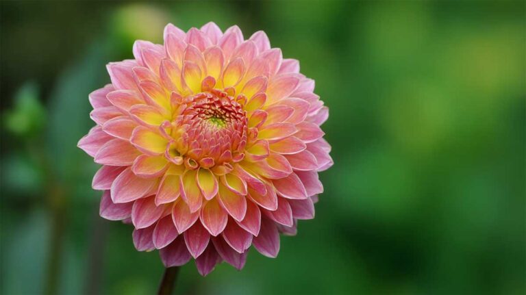 Dahlias : coupez à cet endroit précis en août pour deux mois de fleurs en plus