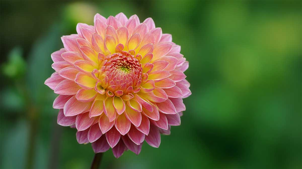 Dahlias : coupez à cet endroit précis en août pour deux mois de fleurs en plus