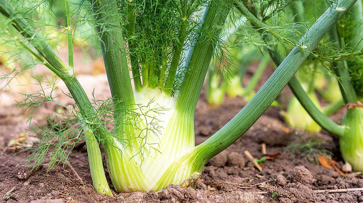Je ne plante plus mon fenouil au printemps : en août, tout pousse mieux (et sans monter en graines)