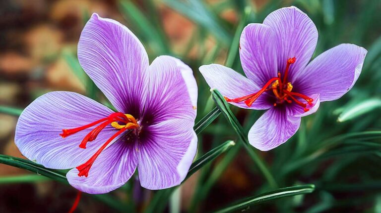 Un safran plus intense, plus rouge, plus parfumé : voilà ce que donne une plantation en août