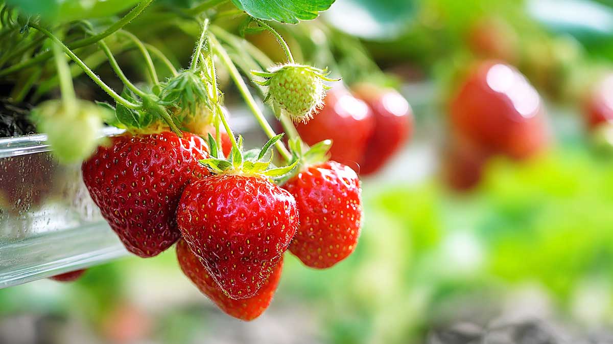 fraises suspendues