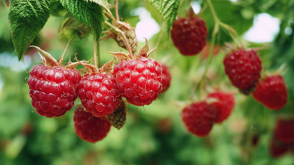 En août, retirez ces tiges et vos framboisiers vous remercieront en fruits