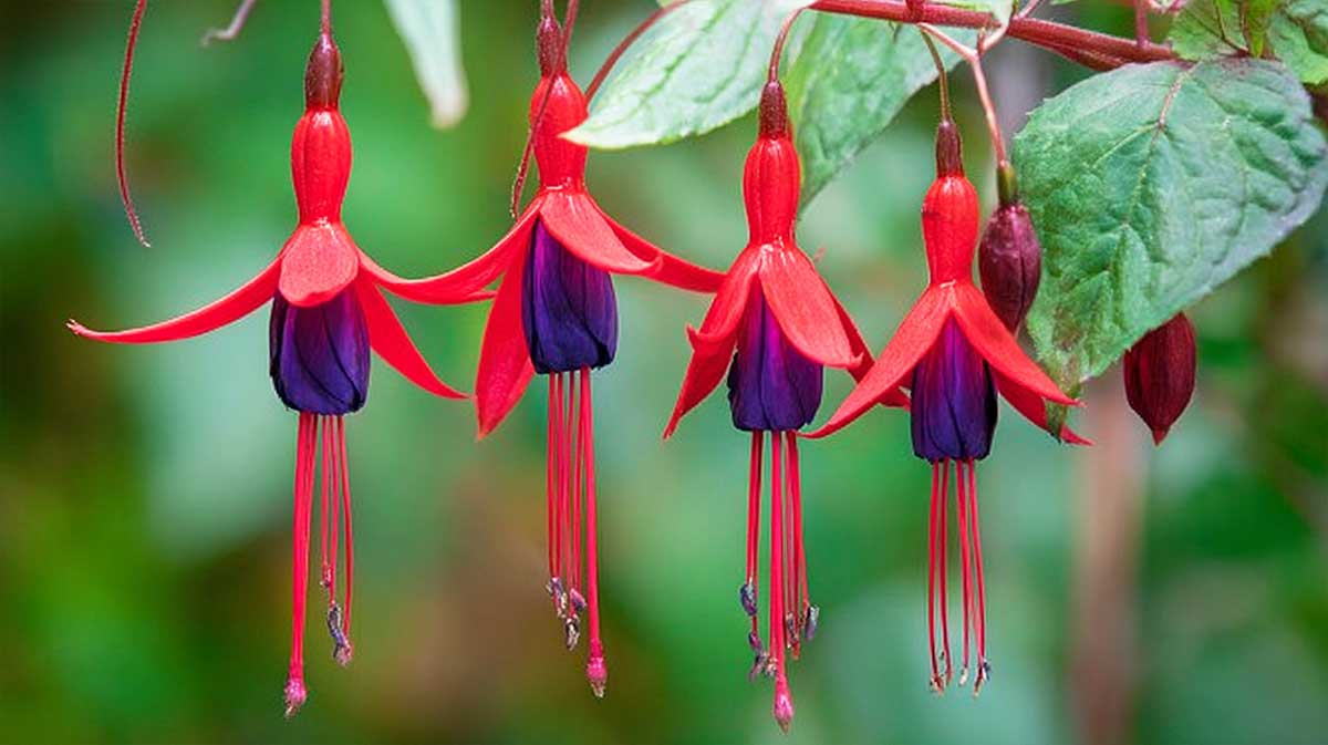 C’est en août que les boutures de fuchsia reprennent le mieux, grâce à cette technique maison