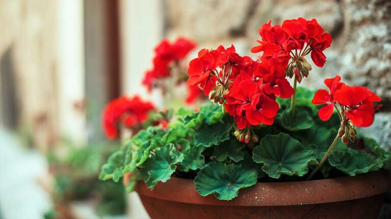 geranium