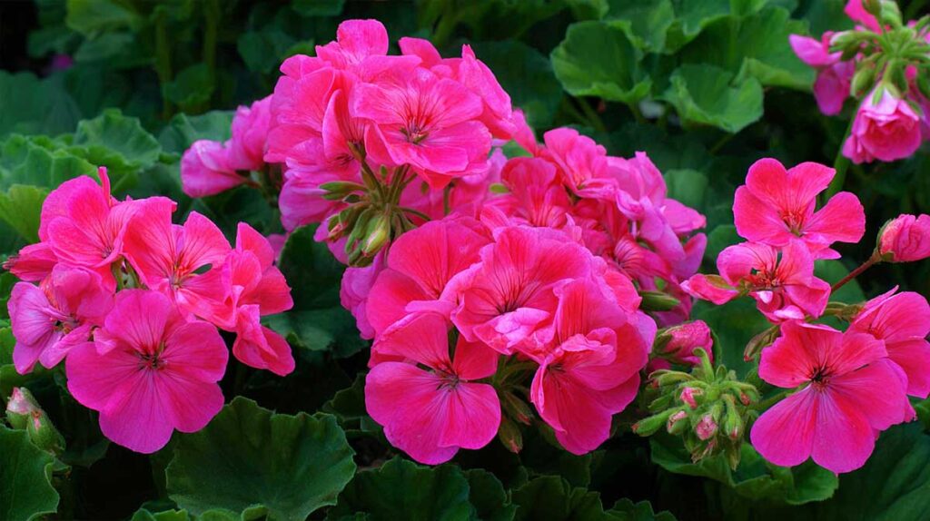 geranium rose