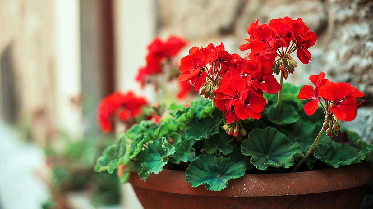 geranium