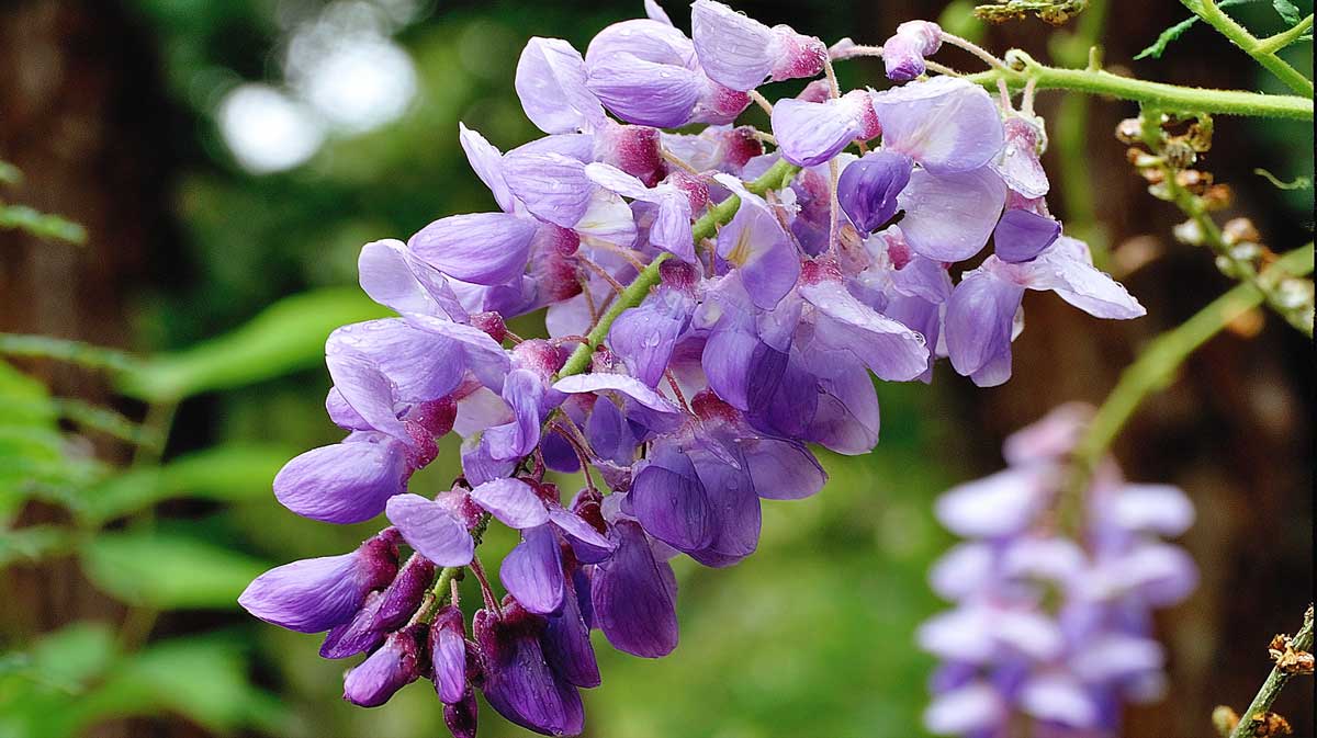 En taillant ma glycine comme ça fin août, j’ai enfin eu des grappes dès le printemps