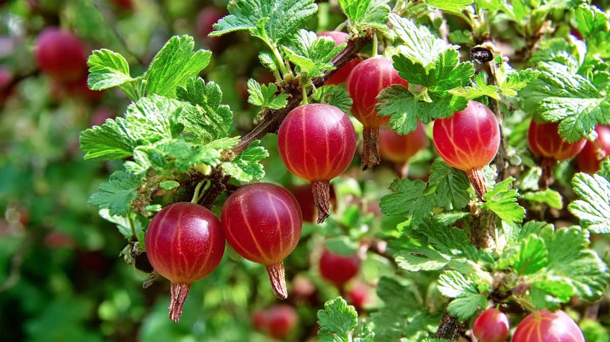 groseiller a maquereau