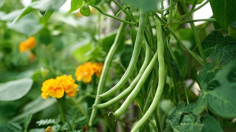 haricots verts