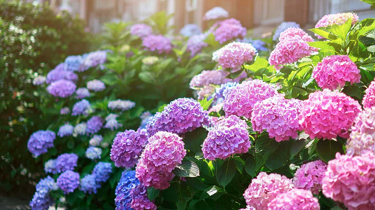 hortensia soleil