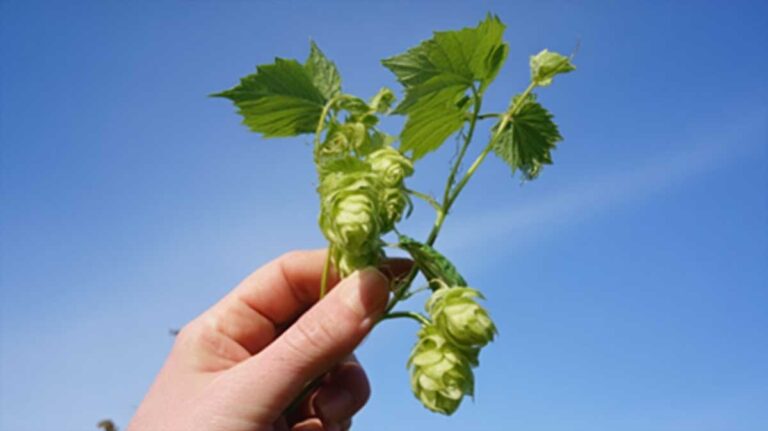 houblon sauvage
