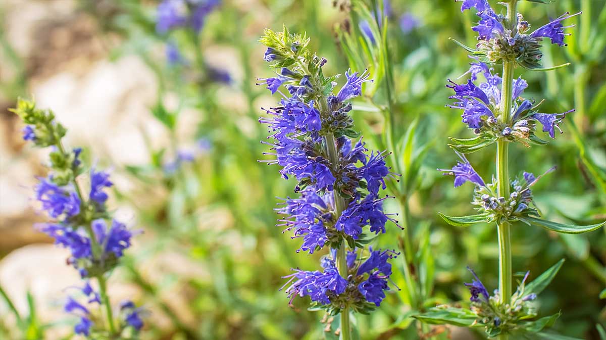 Une plante au parfum puissant, facile à multiplier maintenant pour des infusions maison tout l’hiver