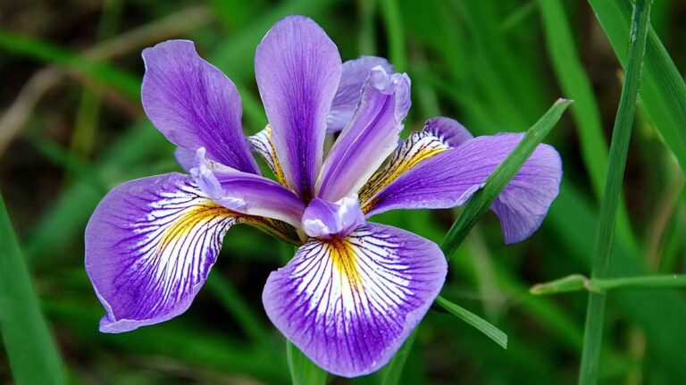 Je divise toujours mes iris en août : voici comment je fais pour avoir plus de fleurs au printemps