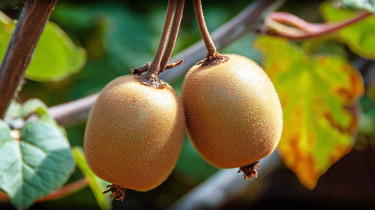 Mon secret pour multiplier mes kiwis sans rien acheter : une pierre, un coup de sécateur, et c’est parti