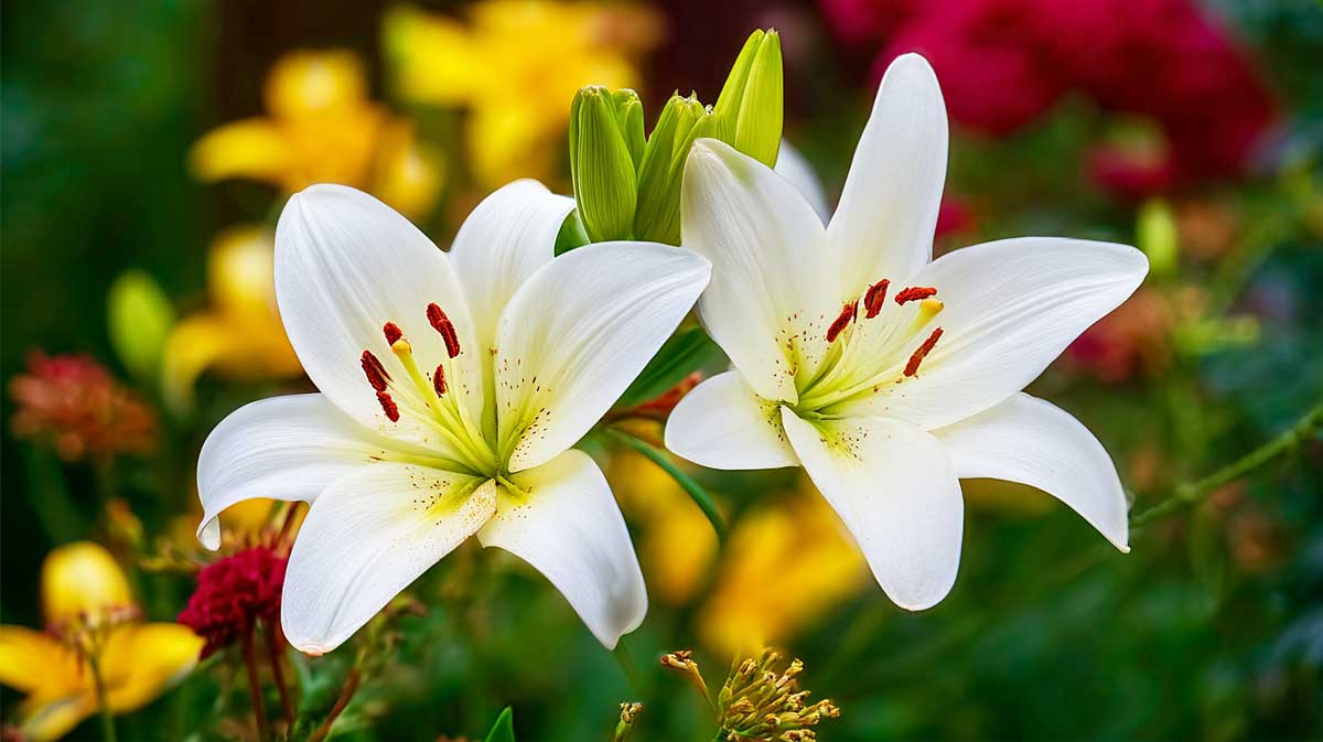 L’astuce de jardiniers malins pour des lys encore plus vigoureux l’an prochain