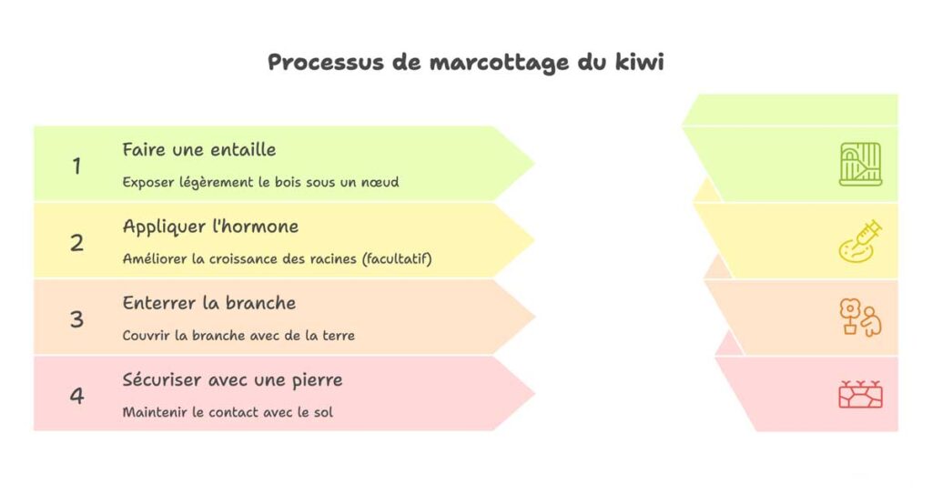 marcottage kiwi technique
