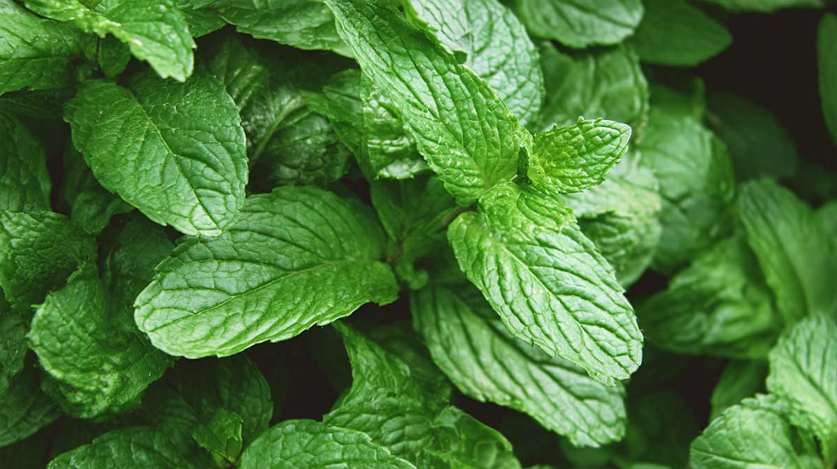 Depuis que la menthe est taillée ainsi en août, elle repousse deux fois plus vite