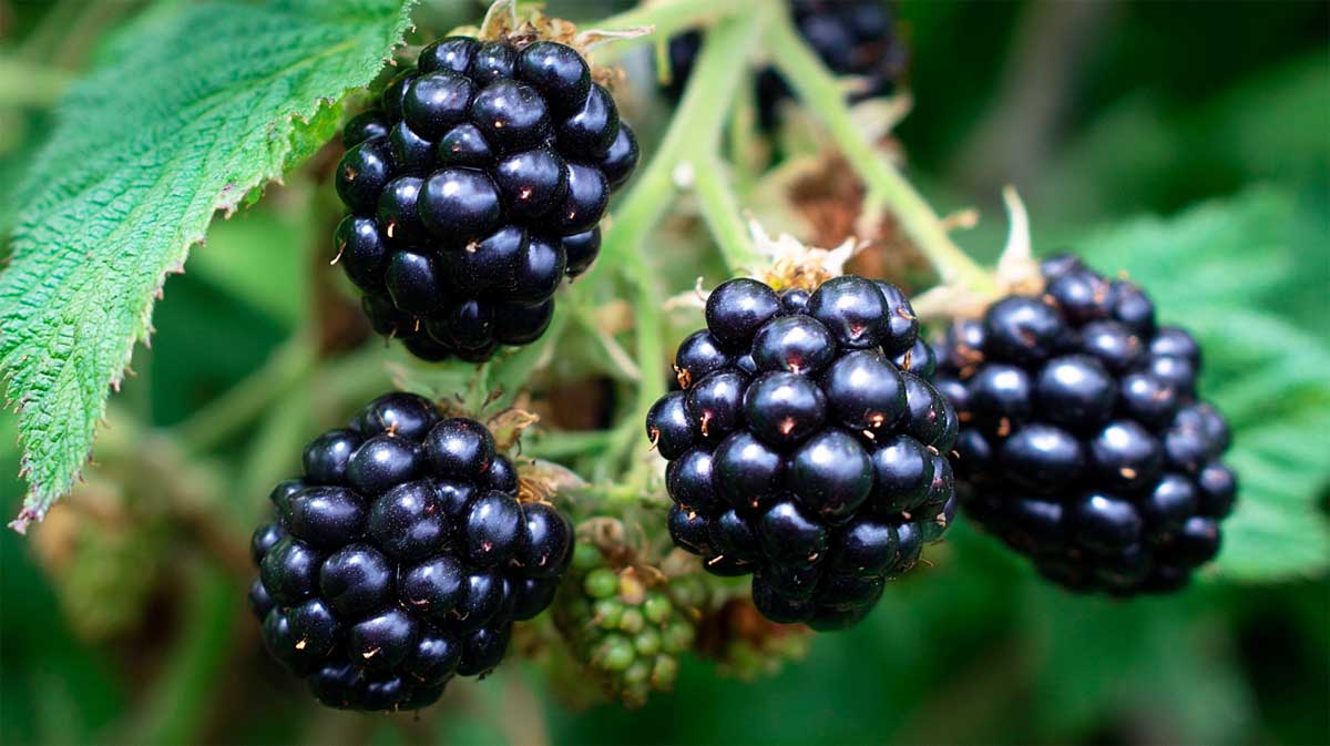 Depuis que j’enlève les vieilles tiges de mes mûriers en août, la récolte repart double