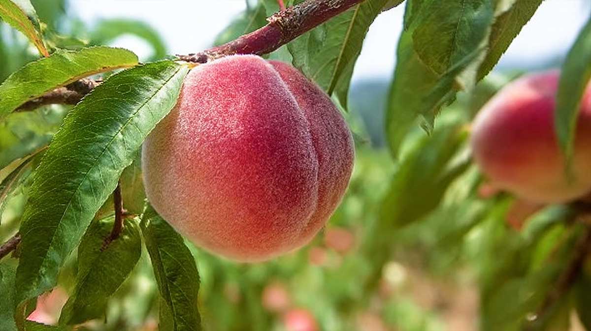 Pourquoi faut-il tailler un pêcher ou un abricotier en août après la récolte (et pas en septembre)