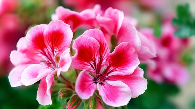 pelargonium