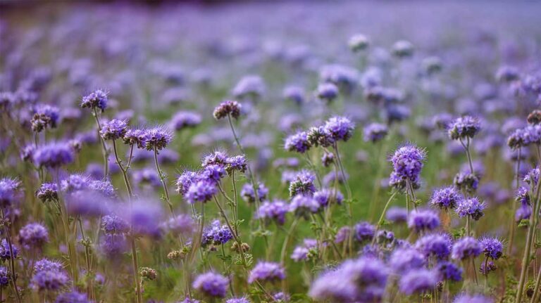 J’ai testé la moutarde et la phacélie en engrais vert : en les semant en août, j’ai gagné un temps fou au jardin