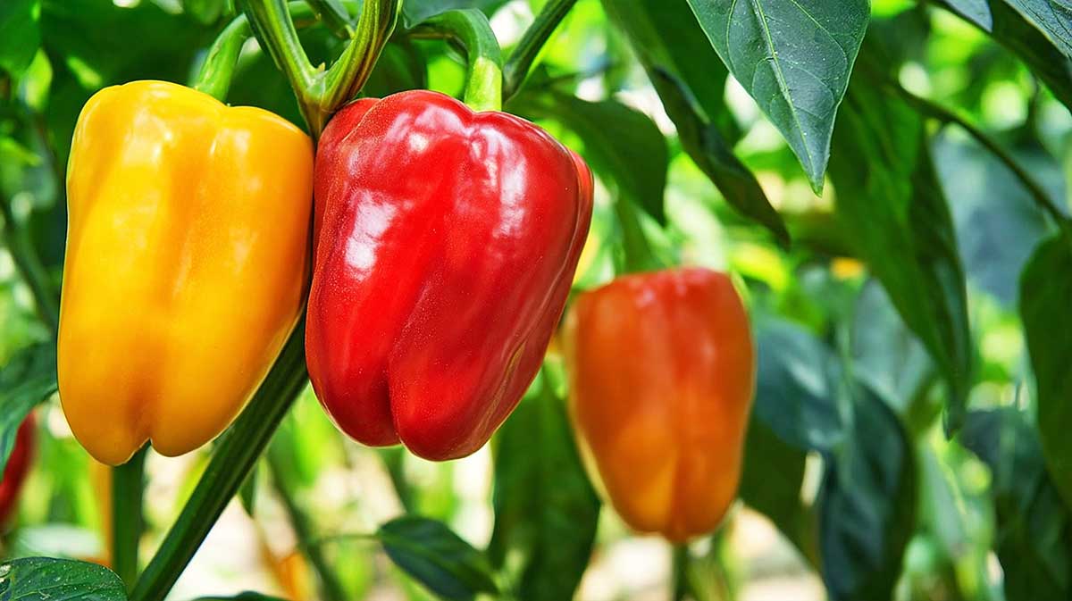 Cette taille simple à faire en août permet d’avoir des poivrons vraiment plus gros