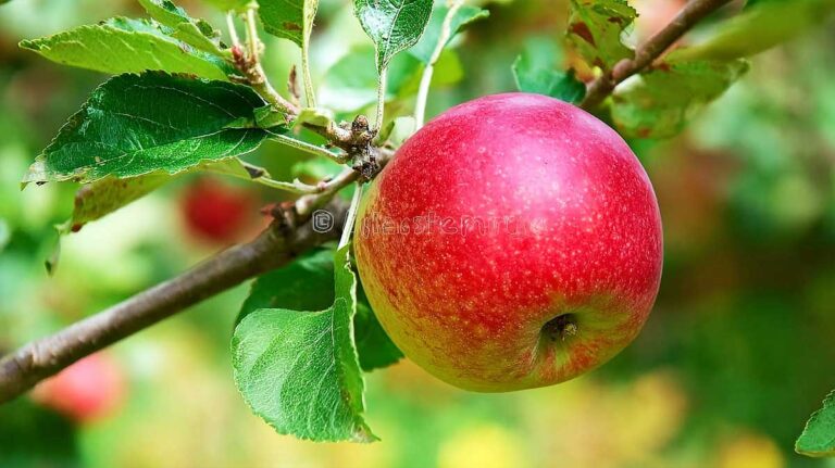 En août, je greffe pommiers et poiriers : la méthode simple qui marche à tous les coups