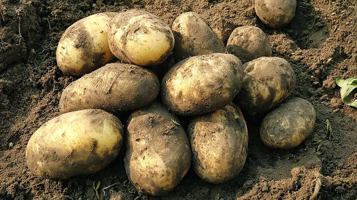 pommes de terre nouvelles