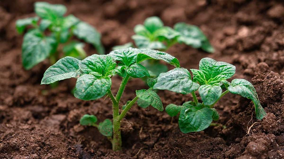 Pommes de terre : coupez le feuillage jauni en août et sauvez toute votre récolte