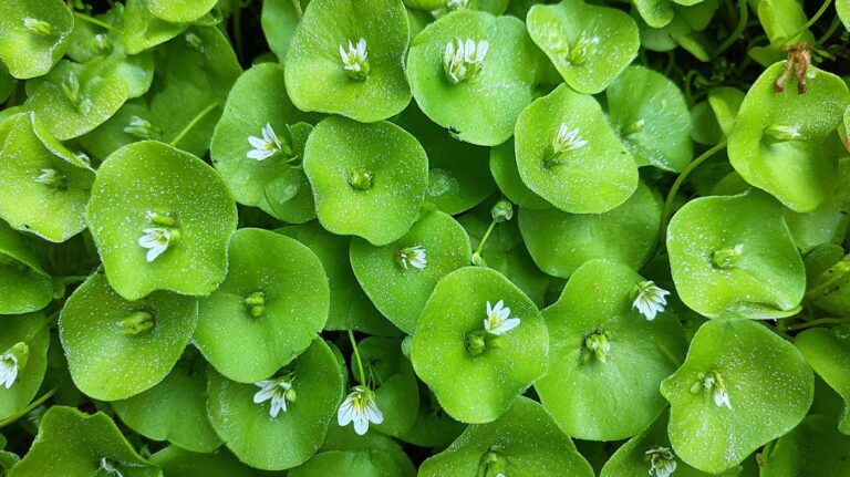 En août, je sème toujours cette mini salade : elle couvre le sol et se mange en 2 mois