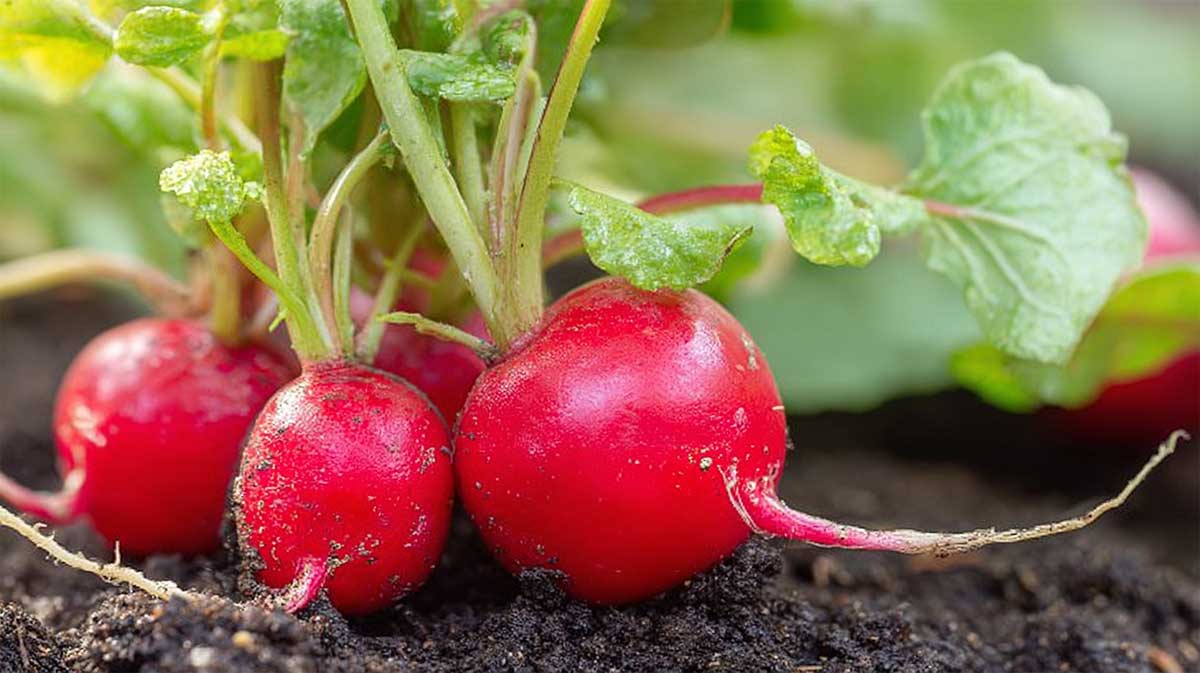 Le geste simple à faire en août pour récolter des radis doux en novembre