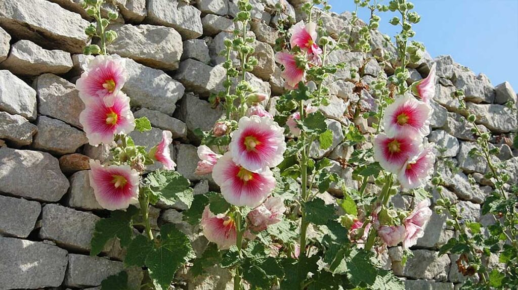 rose tremière contre un mur
