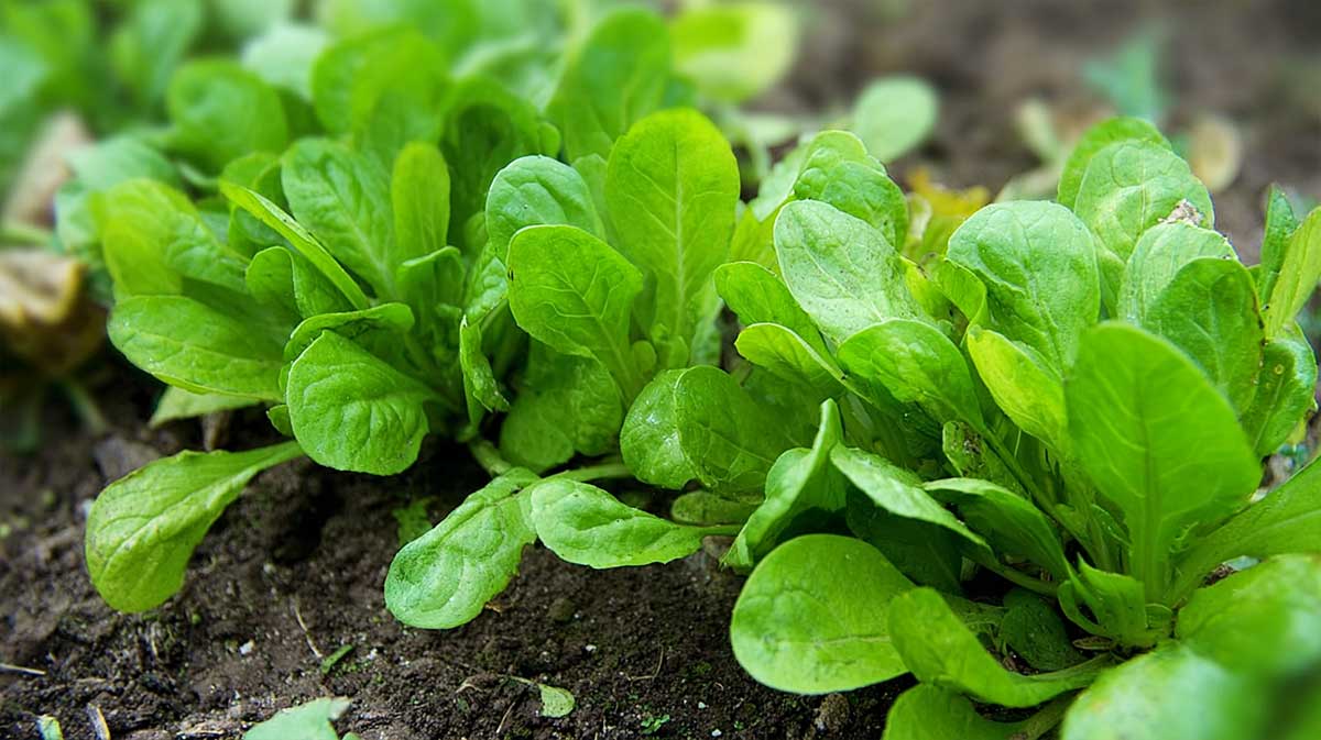 Ces variétés de mâche semées fin août poussent sans stress et ont un goût vraiment sucré