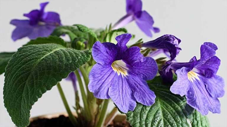 streptocarpus