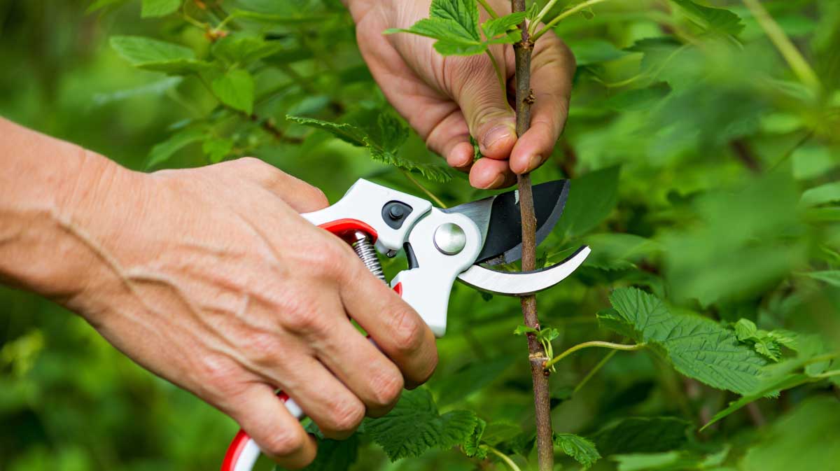 Cassissiers et groseilliers : le petit coup de sécateur qui fait des grappes superbes l’an prochain