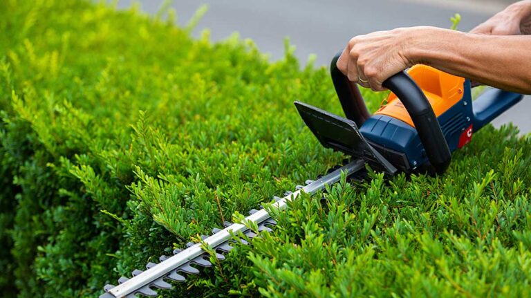 tailler haie septembre