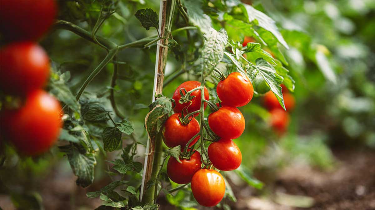 Après les tomates, voici les légumes que je plante toujours pour régénérer la terre