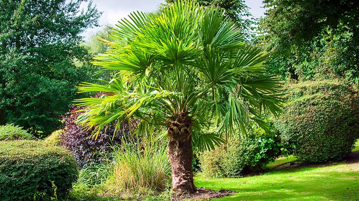 trachycarpus fortunei