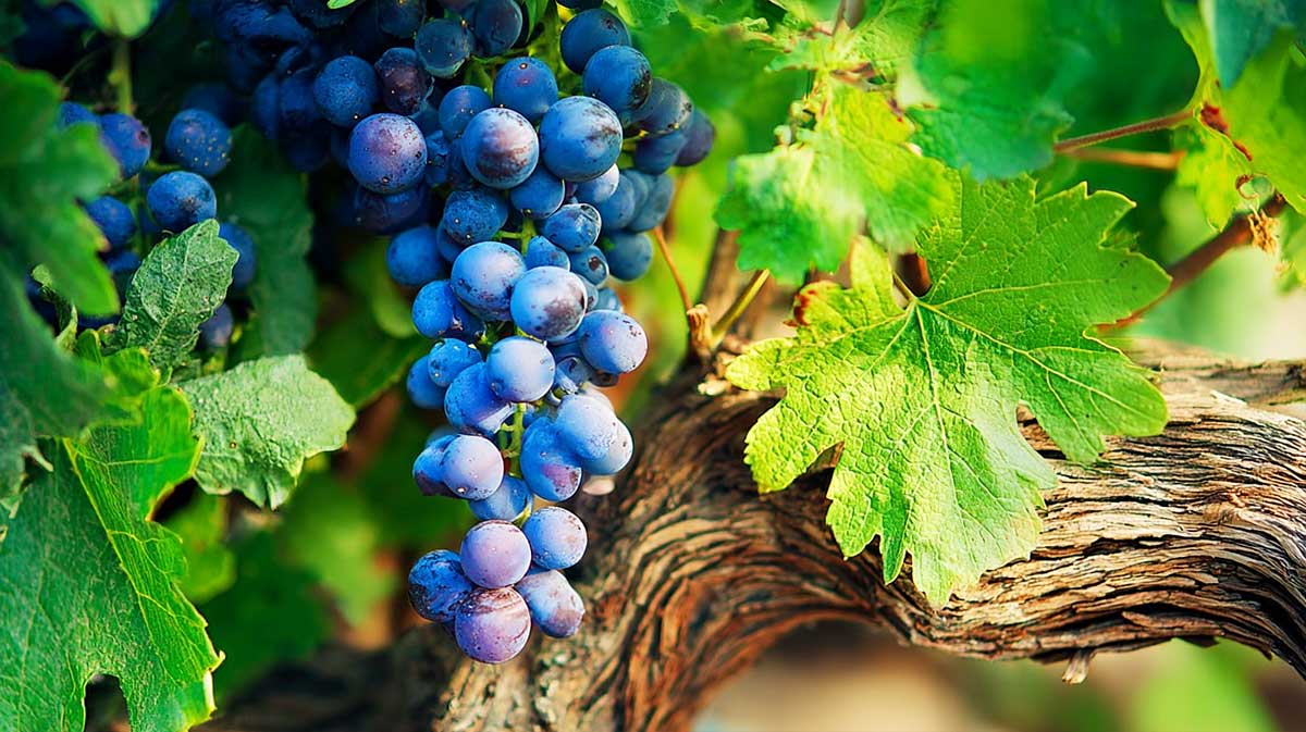 Raisin : en retirant seulement quelques feuilles en août, j’ai obtenu des grappes plus sucrées et prêtes plus tôt