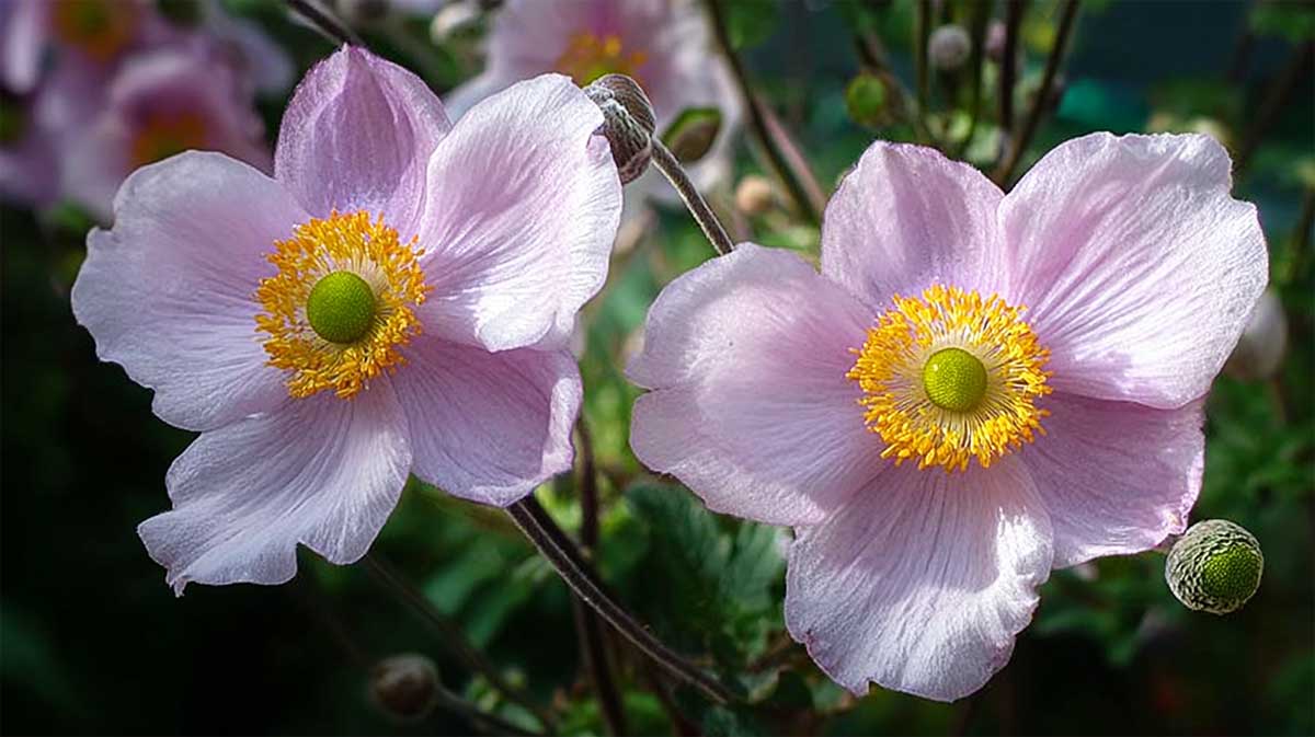 anemone du japon