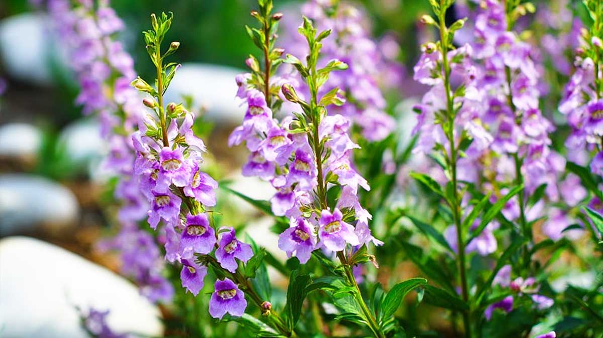 angelonia