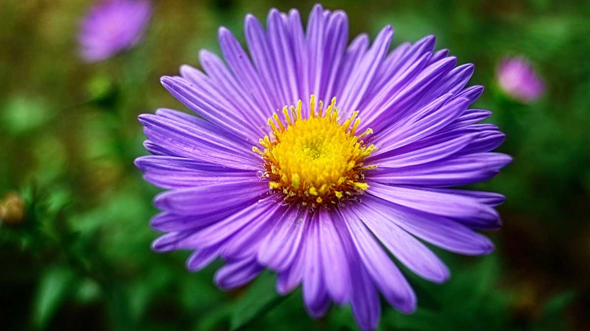 aster