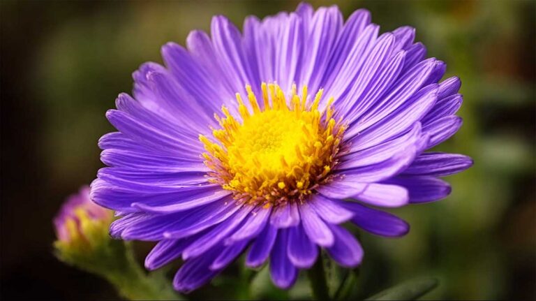 aster