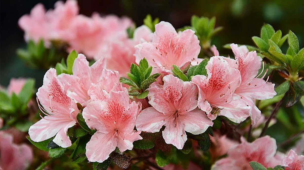 azalea japonica