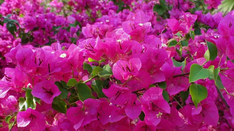 bougainvillier